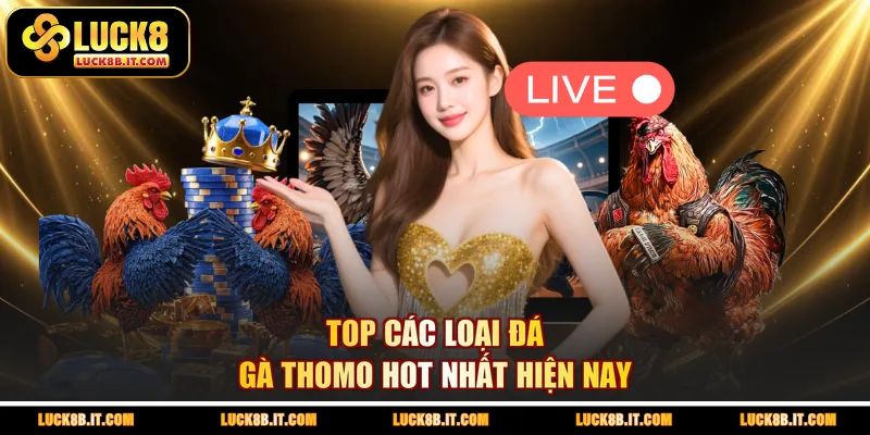 Top các loại đá gà Thomo hot nhất hiện nay